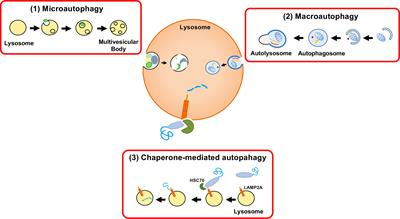 The Role of Chaperone-Mediated Autophagy in Hepatitis C Virus-Induced Pathogenesis